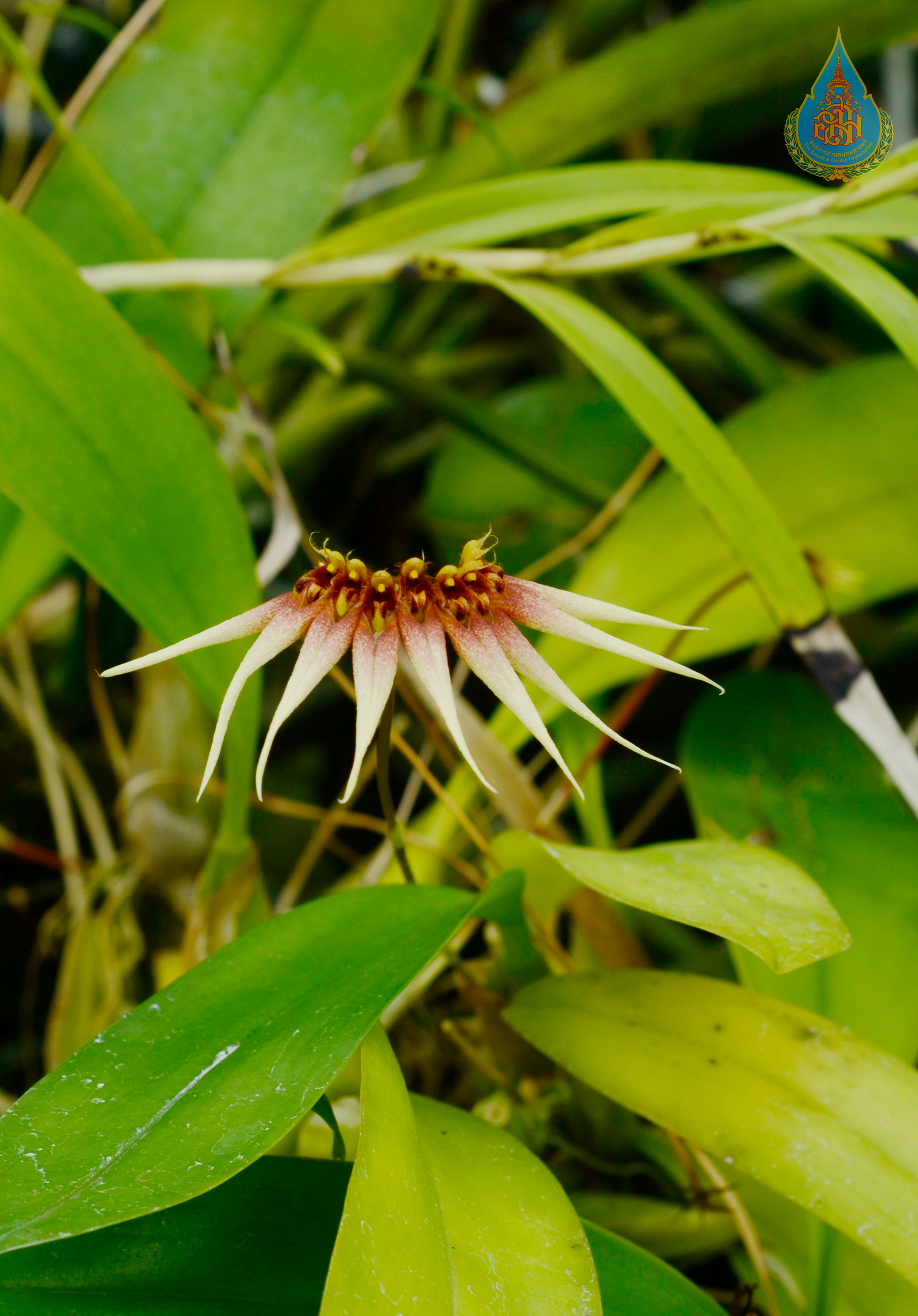 สิงโตพัดเรียว Bulbophyllum acuminatum (Ridl.) Ridl.<br/>ORCHIDACEAE